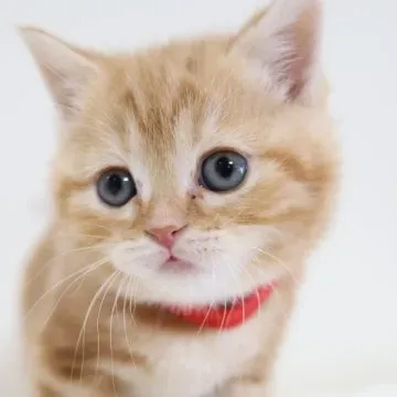 猫 ブリーダー 販売：失敗しない！信頼できる優良ブリーダーの見つけ方絶対ガイド